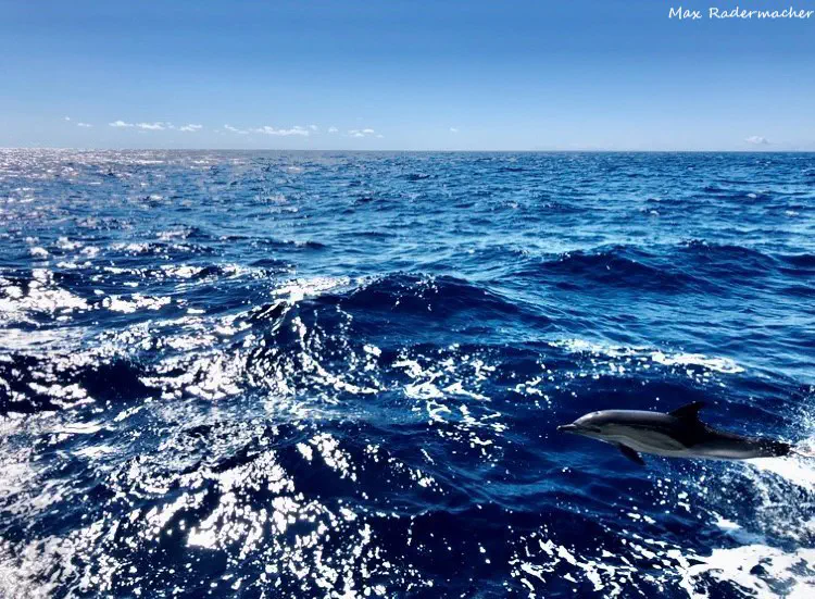 dolphin.jpg